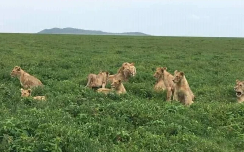 Safaris for Tanzania's wildebeest migration